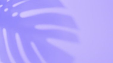 Gölge palmiyesi tropik yaprak canavarı