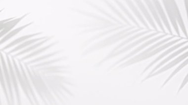 Gölge siyah beyaz palmiye yaprağı