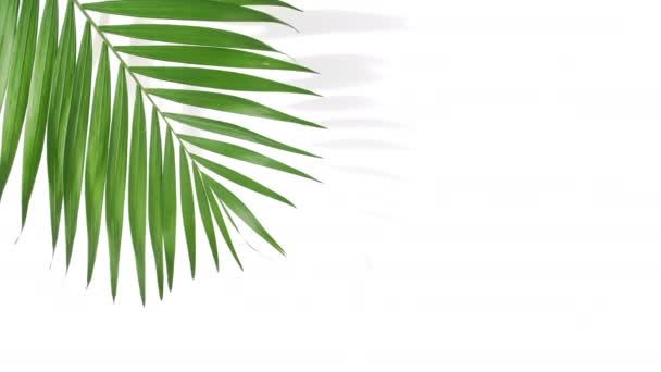 Bewegung der tropischen Palmblätter — Stockvideo