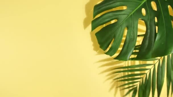 Hojas de palma tropical verde Monstera — Vídeos de Stock