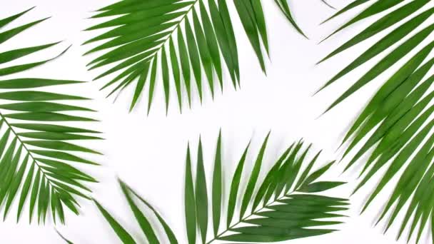 Moto di foglie di palma tropicale — Video Stock