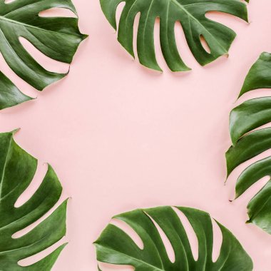 Tropik palmiye pembe arka planda Canavar bırakır. 