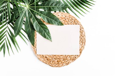 Tropik palmiye yaprakları Aralia 'yı terk eder. Kağıt boşluğu beyaz arka plandadır.. 