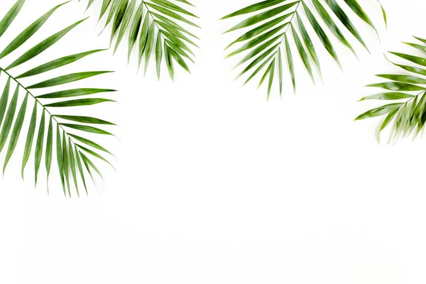 Tropické Zelené Palmové Listy Bílém Pozadí — Stock fotografie