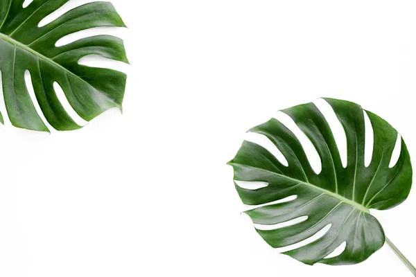 Folhas Tropicais Monstera Fundo Branco — Fotografia de Stock