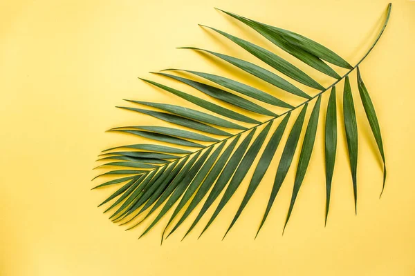 Tropický List Žlutém Pozadí Plocha — Stock fotografie
