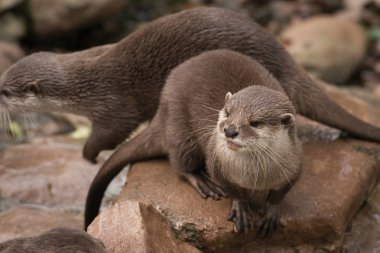 Su samuru oturup su açık kayaların üzerinde oynamak