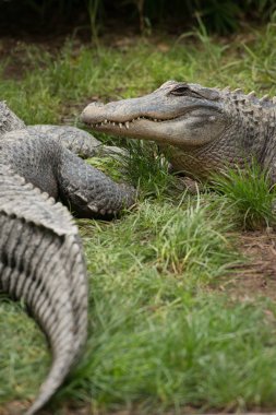 Tembel timsah çimenlerin üzerinde öğle yemeğinden sonra döşeme