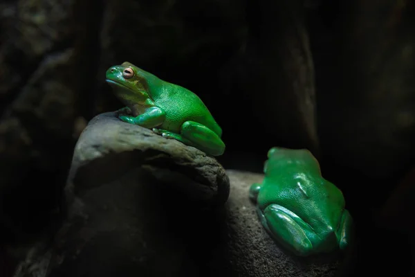 Green Tree Froogs on Rocks. Amphi tropicale australiano della foresta pluviale — Foto Stock