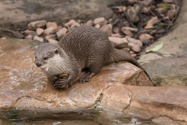 Otters sit and play on water front rocks — Stock Photo, Image