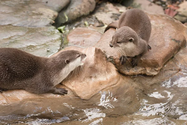 Fischotter sitzen und spielen auf Felsen am Wasser — Stockfoto