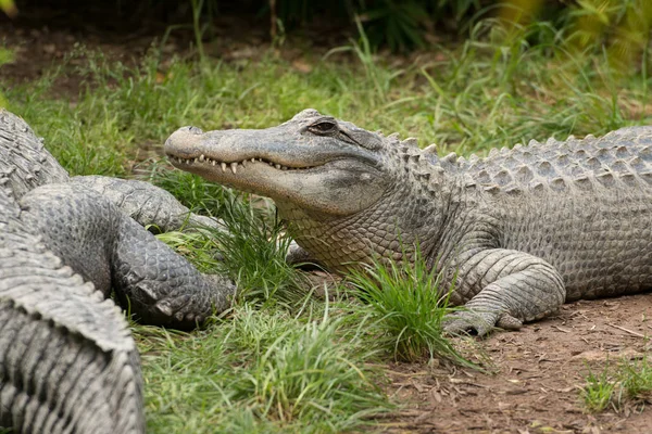 Crocodilo preguiçoso que coloca na grama após o almoço — Fotografia de Stock