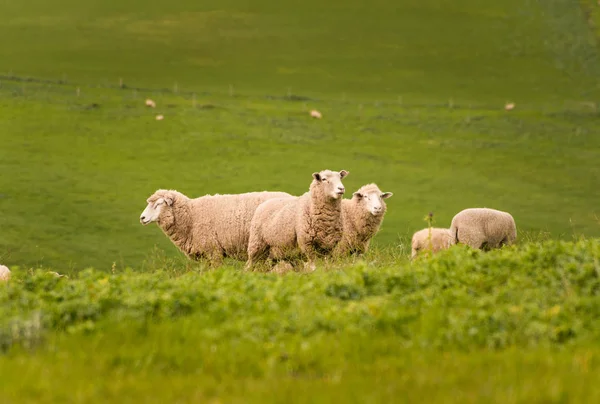 Austrália Agricultura Paisagem Grupo de ovelhas em Paddock — Fotografia de Stock
