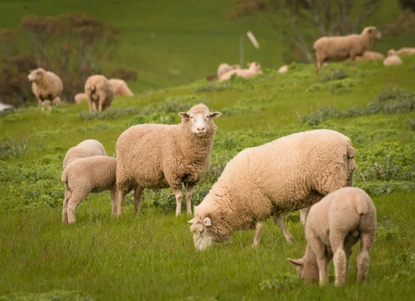 Australian Agriculture Landscape Group of Sheep in Paddock — Stock Photo, Image