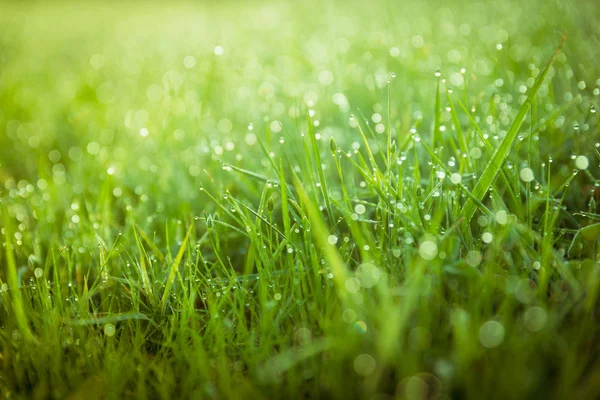 Absztrakt zöld reggeli harmat a fű Vértes háttér frissesség sp Jogdíjmentes Stock Képek