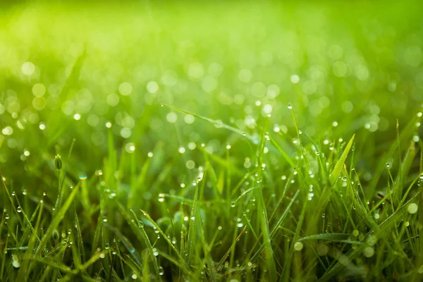 Soyut yeşil çiğ çimen closeup arka plan tazelik sp - Stok İmaj