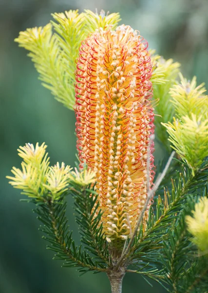 Banksia yerli Avustralya ağaç çiçek Stok Resim