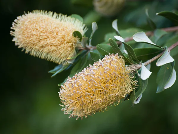 Banksia yerli Avustralya ağaç çiçek Telifsiz Stok Fotoğraflar