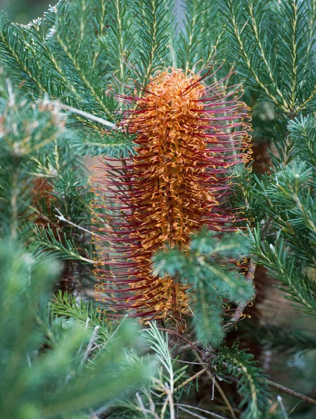 Banksia yerli Avustralya ağaç çiçek Stok Fotoğraf
