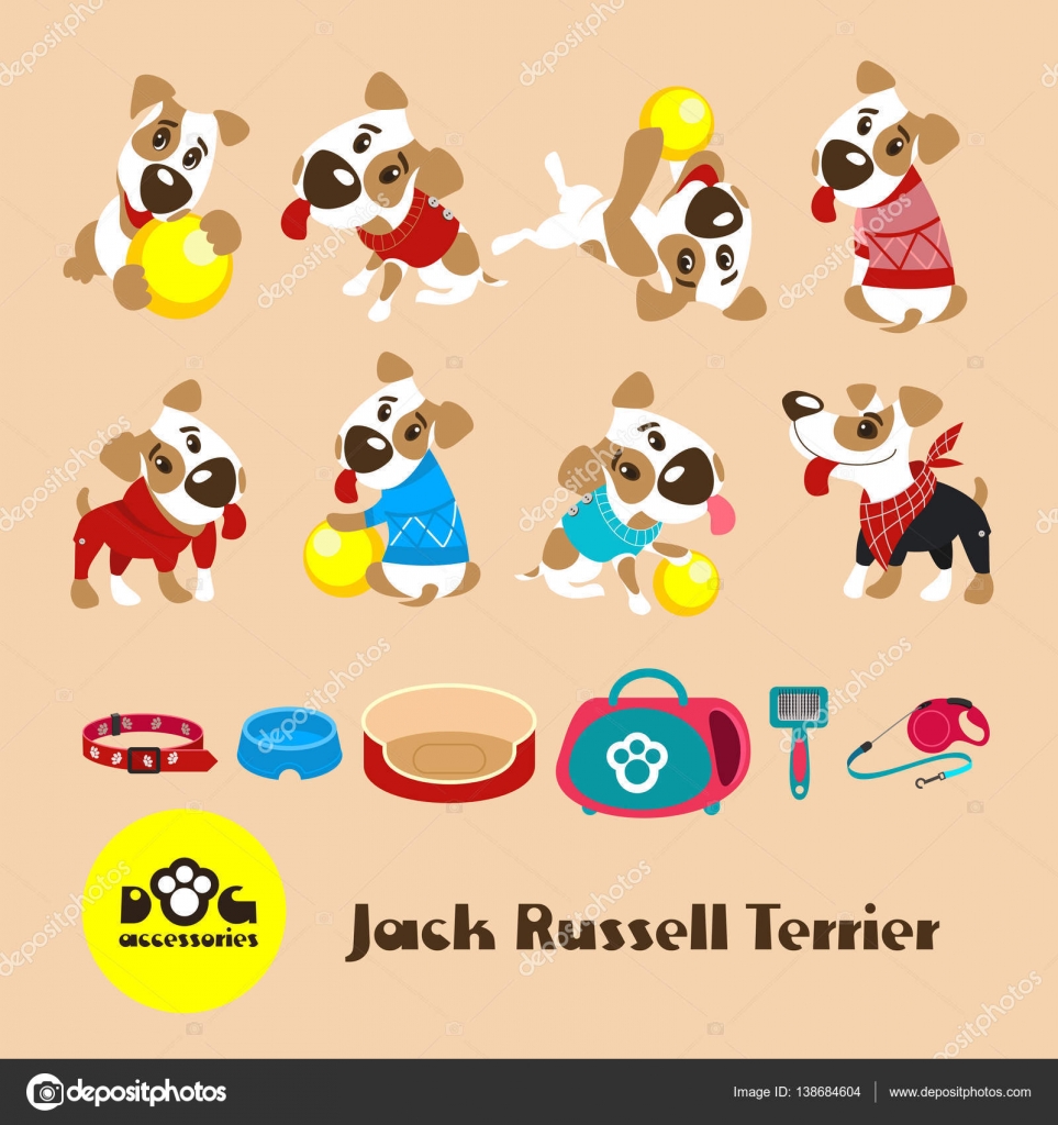 jack russell accessories