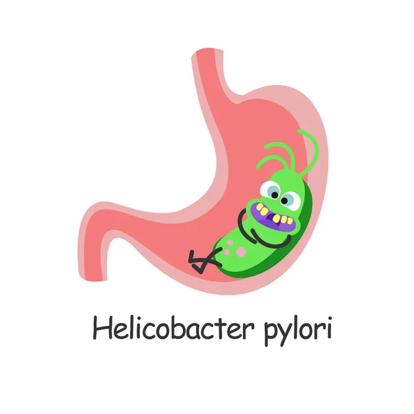 Helicobacter pylori. Zararlı bakteri mide oturuyor. Vektör çizim.
