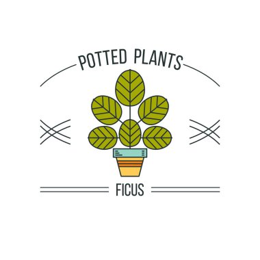 Saksılı bitki. Vektör çizim, logo. Beyaz bir arka plan üzerinde izole. Ficus.