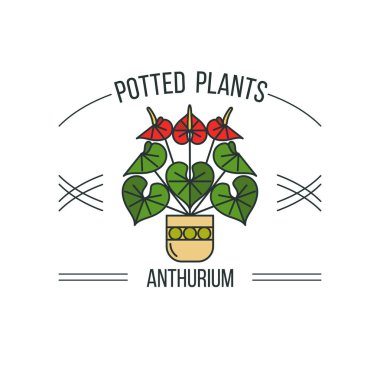 Saksılı bitki. Vektör çizim, logo. Beyaz bir arka plan üzerinde izole. Anthurium.