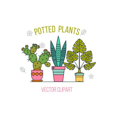 Saksı bitkileri. Çiçekler beyaz adam tencere içinde düzenlenmesi