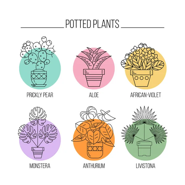 Saksı bitkileri. Tencere çiçeklenir. Beyaz bir arka plan üzerinde renkli çevrelerde izole doğrusal simgeler.