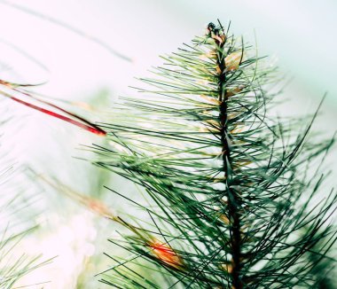 Yeni yıl arka plan olduğunu. Noel ağacı yakın çekim.