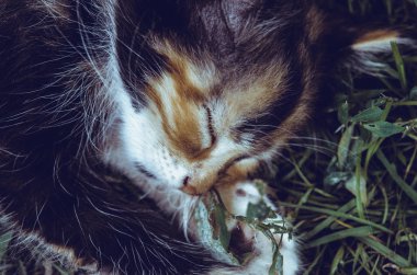 Çimenlerin üzerinde uyuyan güzel sevimli siyah ve kırmızı kedi.