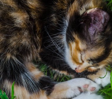 Çimenlerin üzerinde uyuyan güzel sevimli siyah ve kırmızı kedi.