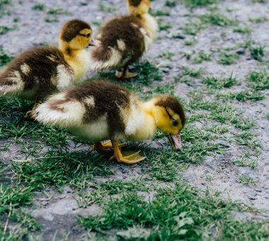 Yeşil çimenlerin üzerinde ördek yavrusu