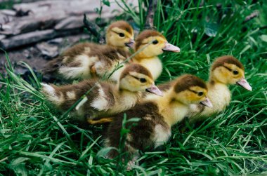Yeşil çimenlerin üzerinde ördek yavrusu