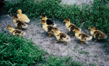 Yeşil çimenlerin üzerinde ördek yavrusu