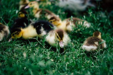 Yeşil çimenlerin üzerinde ördek yavrusu