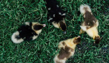 Yeşil çimenlerin üzerinde ördek yavrusu