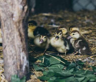 Yeşil çimenlerin üzerinde ördek yavrusu