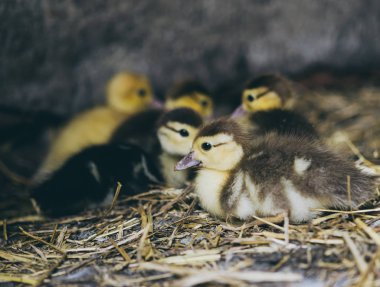 Yeşil çimenlerin üzerinde ördek yavrusu