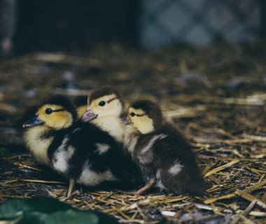 Yeşil çimlerde ördekler