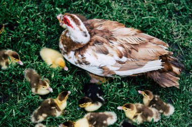 Yeşil çimlerde ördekler