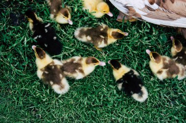 Yeşil çimlerde ördekler