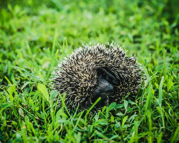 The little hedgehog