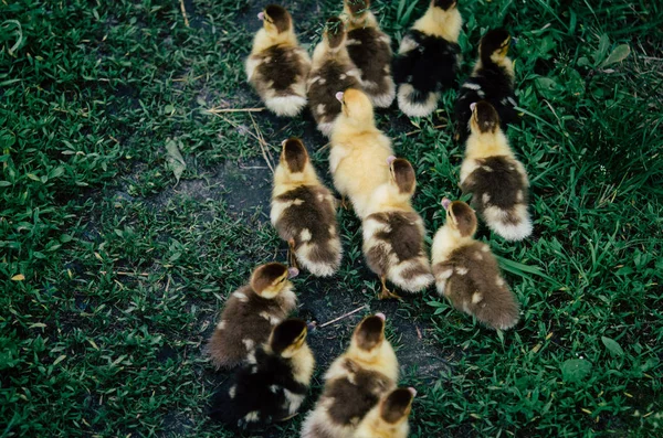 Patinho na grama verde — Fotografia de Stock