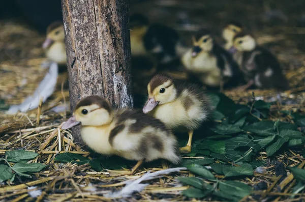 Entlein auf dem grünen Gras — Stockfoto