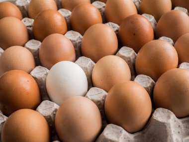 içinde belgili tanımlık tepsi kahverengi arasında bir beyaz yumurta.