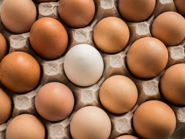 Un huevo blanco entre marrón en la bandeja . — Foto de Stock
