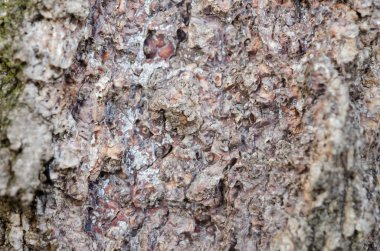 moss ile kuru ağaç kabuğu doku arka plan