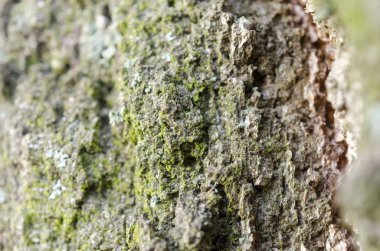 moss ile kuru ağaç kabuğu doku arka plan