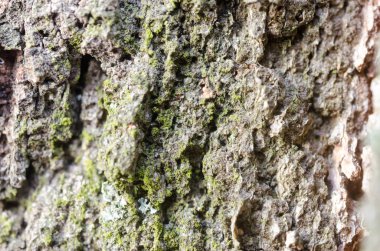 moss ile kuru ağaç kabuğu doku arka plan